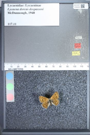 Media type: image;   Entomology 64506